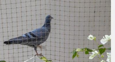 Best Pigeon Safety Nets in Bangalore 