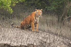 SUNDARBAN TOUR FROM GODHKHALI - Kolkata Other