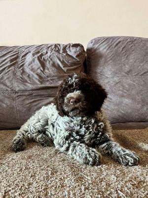 Lagotto Romagnolo Welpen - Vienna Dogs, Puppies