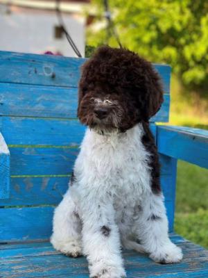 Lagotto Romagnolo Welpen - Vienna Dogs, Puppies