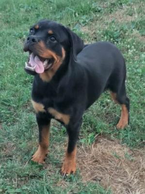 Rottweiler-Welpe - Vienna Dogs, Puppies