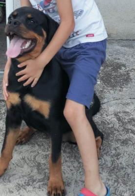 Rottweiler-Welpe - Vienna Dogs, Puppies