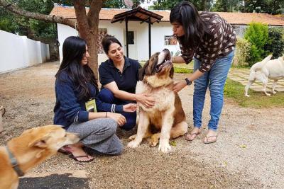 Pet Grooming Service in Koramangala - Bangalore Professional Services