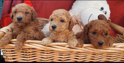 Toy poodle - Vienna Dogs, Puppies