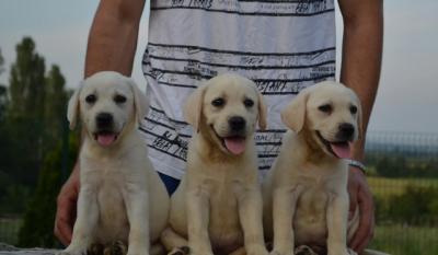 Labrador retriever - Vienna Dogs, Puppies