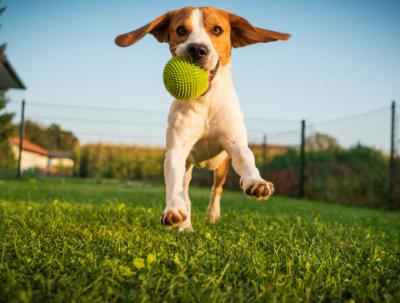 Dog Boarding Service in Delhi | Pet Sitters In Delhi