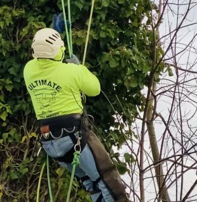 Tree cutting services Jackson - Other Other