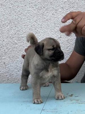 Türkische Kangal-Welpen - Vienna Dogs, Puppies