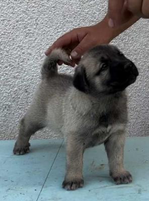 Türkische Kangal-Welpen - Vienna Dogs, Puppies