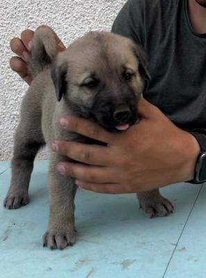 Türkische Kangal-Welpen - Vienna Dogs, Puppies