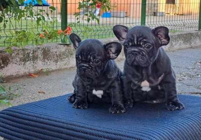 French bulldog - Vienna Dogs, Puppies