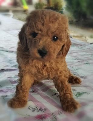 Apricot poodle puppies - Vienna Dogs, Puppies