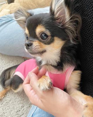 männliche und weibliche Chihuahua - Innsbruk Dogs, Puppies