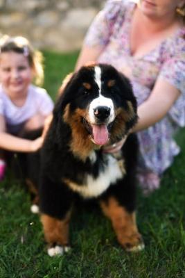 Bernese mountain dog - Vienna Dogs, Puppies