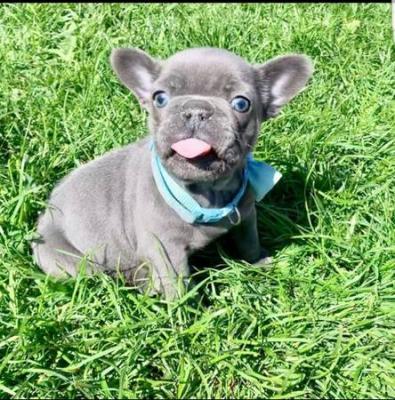 Cute French Bulldog Puppies - Basel Dogs, Puppies