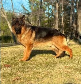 German Shepherd Breeders in Maryland - Other Professional Services