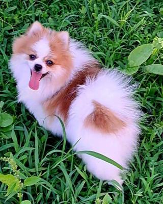 Pomeranian for sale - Vienna Dogs, Puppies