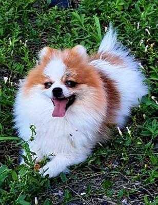 Pomeranian for sale - Vienna Dogs, Puppies