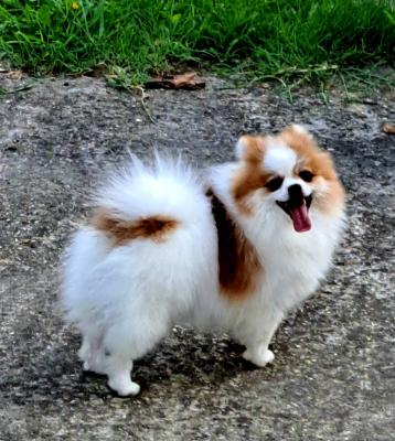 Pomeranian for sale - Vienna Dogs, Puppies