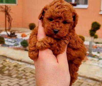 Spielzeug- und Teddybärpudel - Vienna Dogs, Puppies