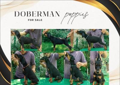 DOBERMAN puppies - Vienna Dogs, Puppies