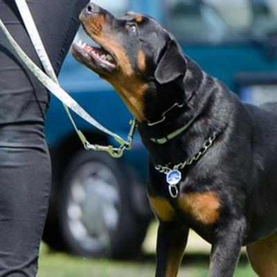 Leash Pulling Training Paso Robles - Other Other