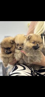 Pomeranians - Vienna Dogs, Puppies