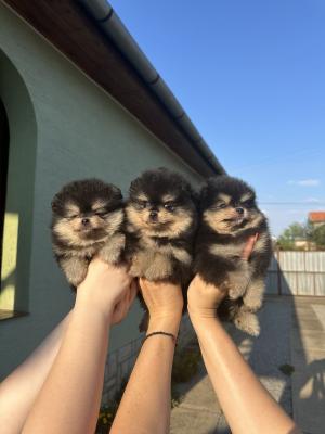 Pomeranians - Vienna Dogs, Puppies