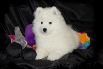 Meet the Top Samoyed Breeders in Illinois: Where Quality Meets Care