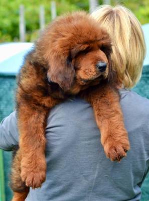 Tibetmastiff-Welpen - Vienna Dogs, Puppies