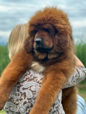 Tibetmastiff-Welpen - Vienna Dogs, Puppies