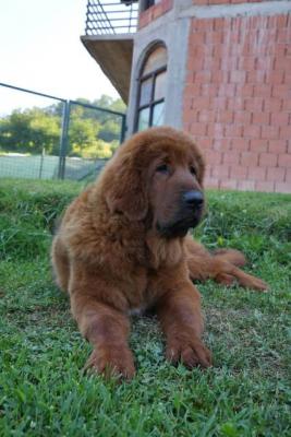 Tibetmastiff-Welpen - Vienna Dogs, Puppies