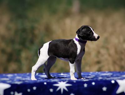 whippet puppies - Vienna Dogs, Puppies