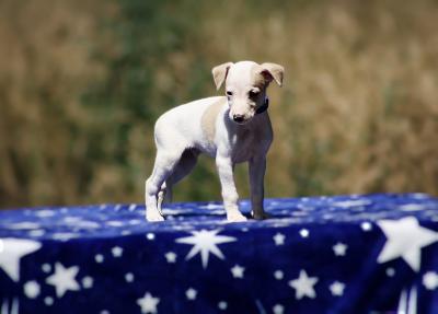 whippet puppies - Vienna Dogs, Puppies