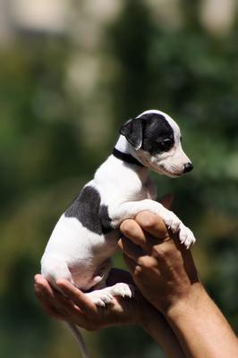 whippet puppies - Vienna Dogs, Puppies