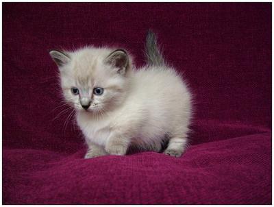 I have Available male and female Munchkin for kitten sale Contact us by text or call +33745567830