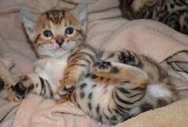 Cutest male and female Bengal Kittens Available for sale Contact us by text or call +33745567830