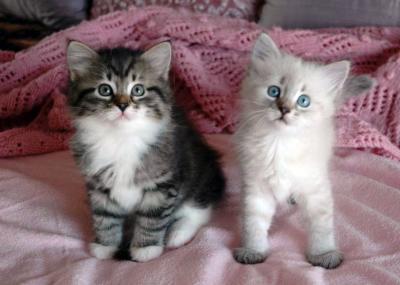 Lovely male and female Siberian Kittens Available for sale Contact us by text or call +33745567830