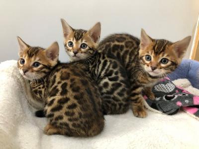 Bengal Kittens For sale