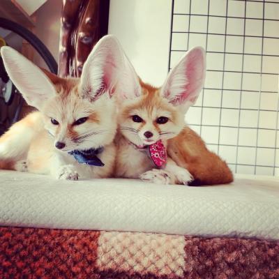 Cute fennec foxes for sale