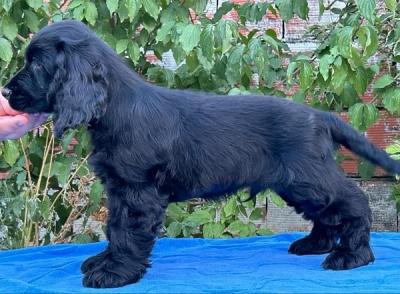 English cocker spaniel, males - Vienna Dogs, Puppies