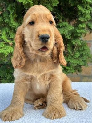 English cocker spaniel, males - Vienna Dogs, Puppies