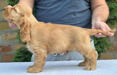 English cocker spaniel, males - Vienna Dogs, Puppies