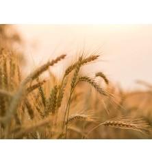 Heirloom Grain Seeds for Sale Online