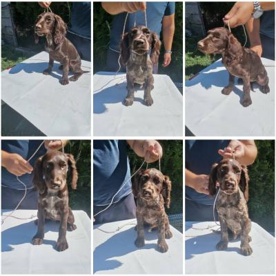 German quail puppies - Vienna Dogs, Puppies