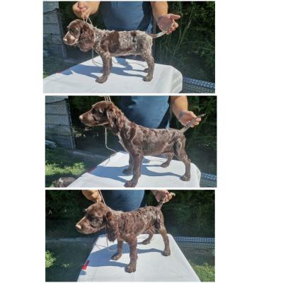 German quail puppies - Vienna Dogs, Puppies