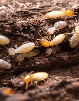 Effective Termite Treatment Services in Adelaide - Adelaide Other