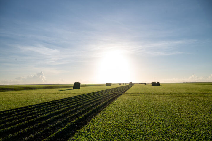 StarTurf: Florida's Premier Sod Farms