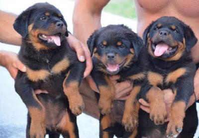 Rottweiler - Vienna Dogs, Puppies