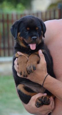 Rottweiler - Vienna Dogs, Puppies